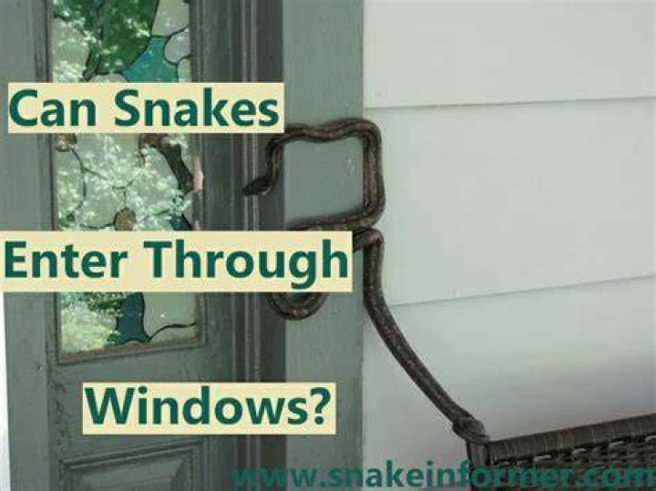 Can snakes come through windows?
