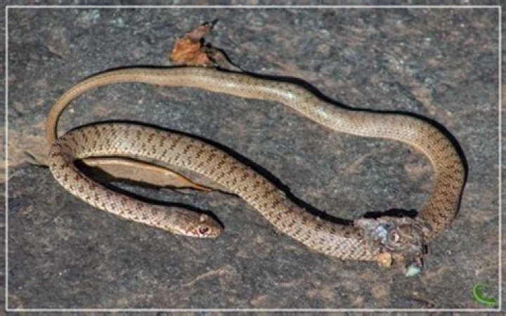 Can snakes regrow their bodies?