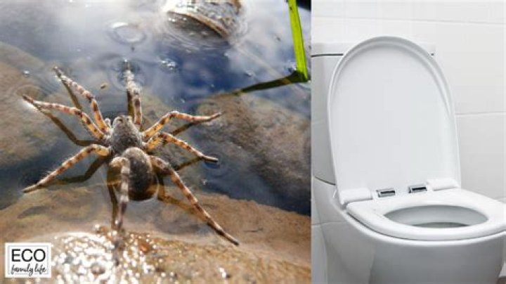 Can spiders survive being flushed down the toilet?