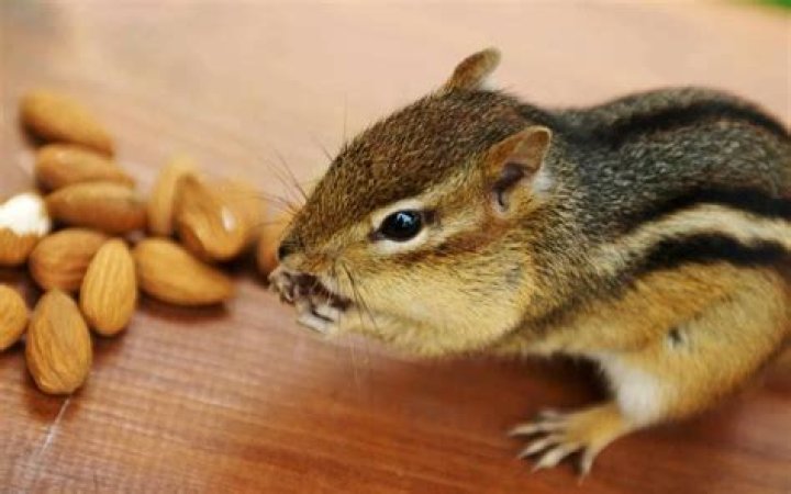 Can squirrels eat almonds in the shell?