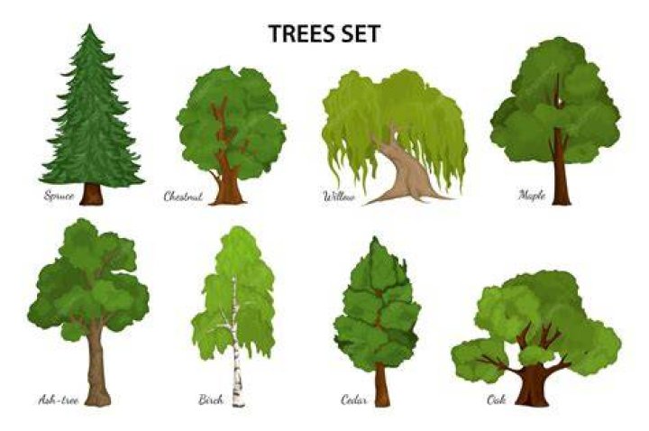 Can trees be twins?