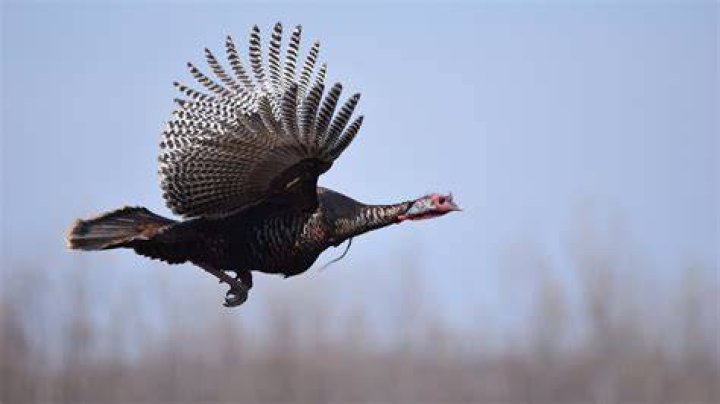 Can turkeys fly?