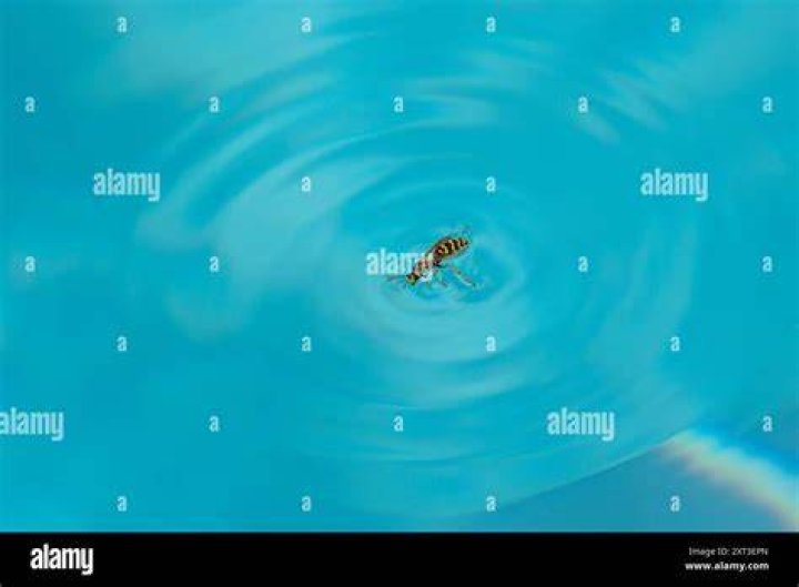 Can wasp drown?