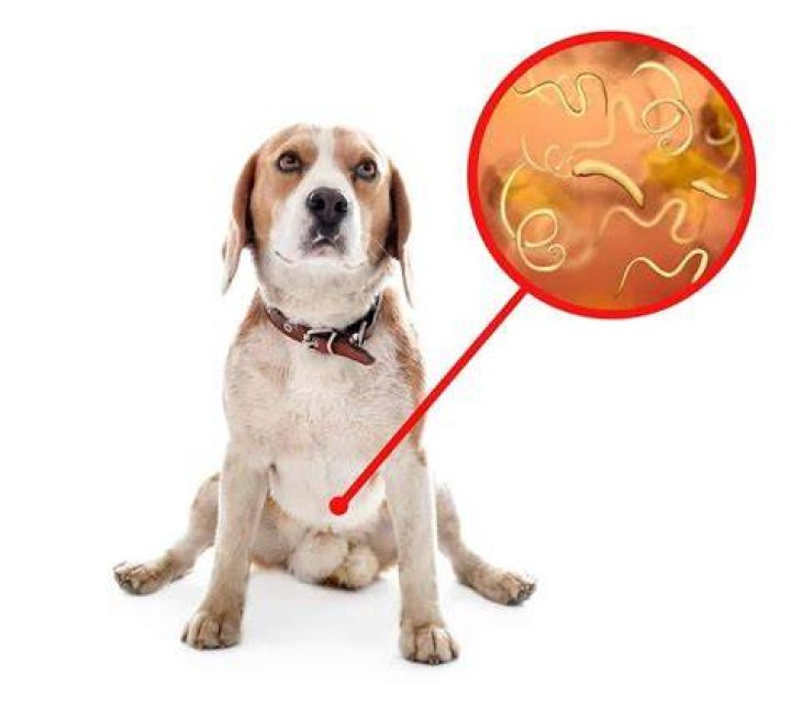 Can worms fall out of dogs?