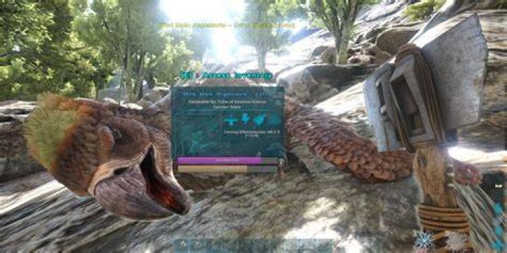 Can you bola a Argy?