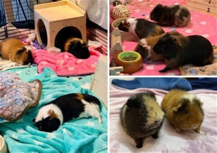 Can you bring guinea pigs to college?