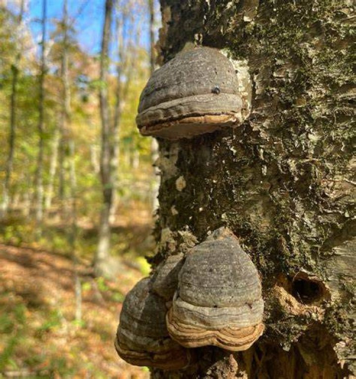 Can you eat hoof fungus?