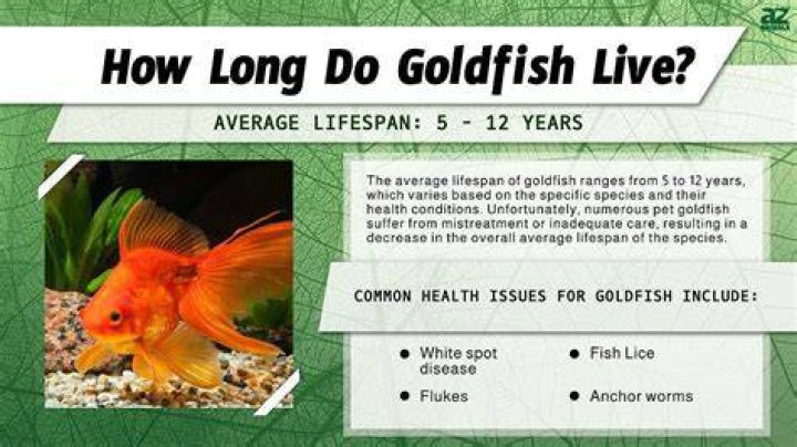 Can you give a goldfish too much oxygen?