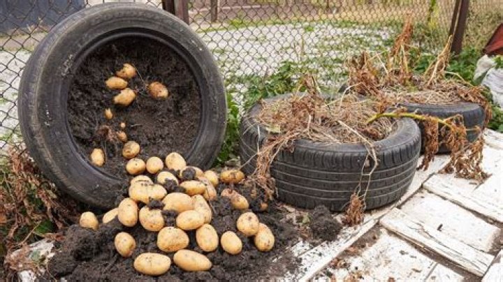 Can you grow potatoes in old tires?