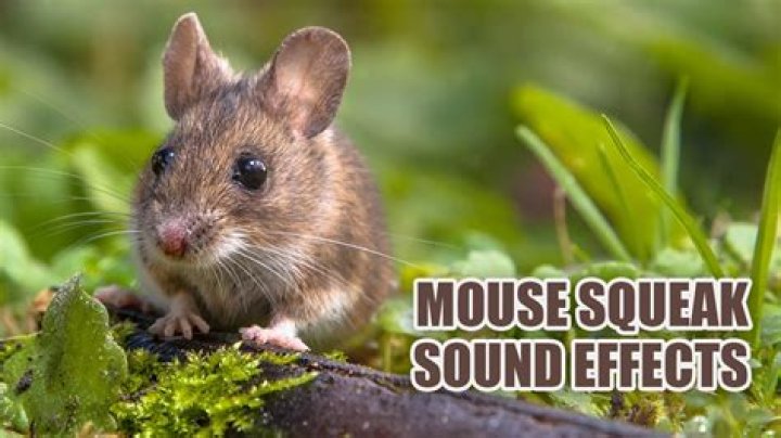 Can you hear a mouse squeak?
