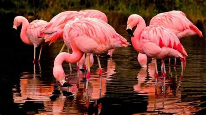 Can you pet flamingos?