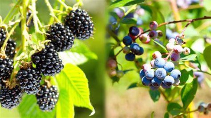 Can you plant blackberries next to blueberries?