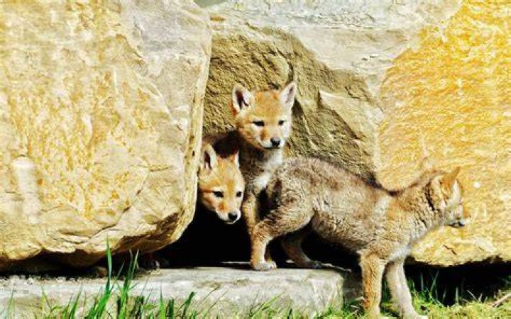 Can you raise a baby coyote?