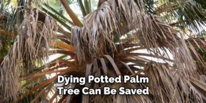 Can you save a dying palm tree?
