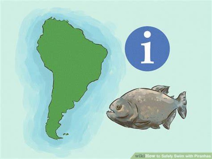 Can you swim with piranhas?