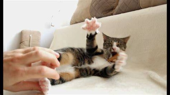 Can you tickle a cat?