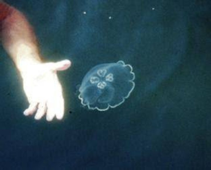 Can you touch moon jellyfish?