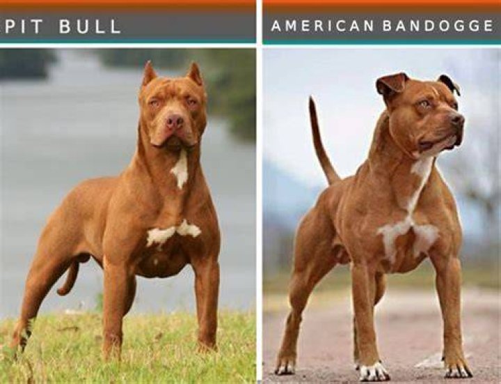 Can you trust pit bulls?