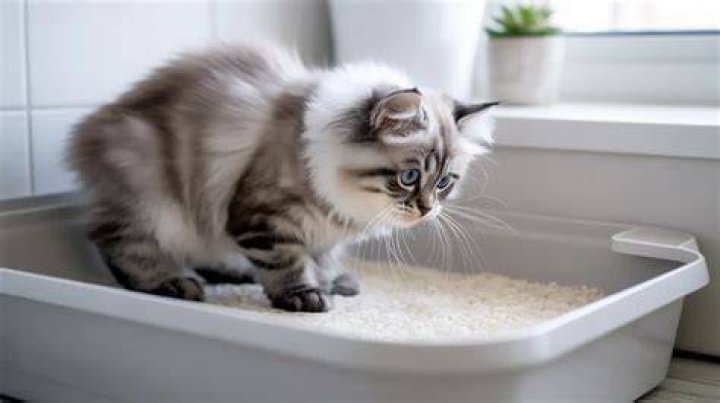 Can you use rice as cat litter?