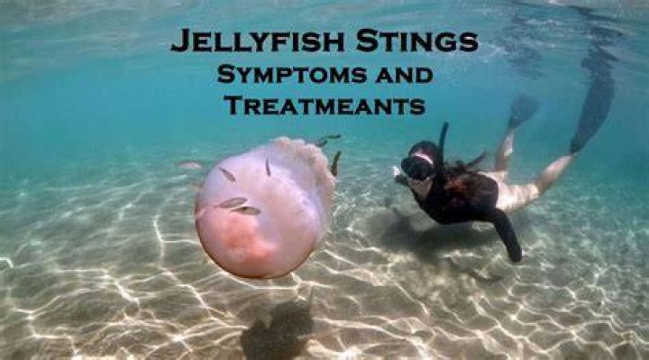 Could put a horn on a jellyfish?