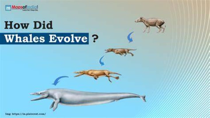 Did we evolve from the sea?