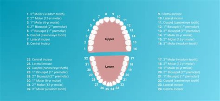 Do all dentists have good teeth?