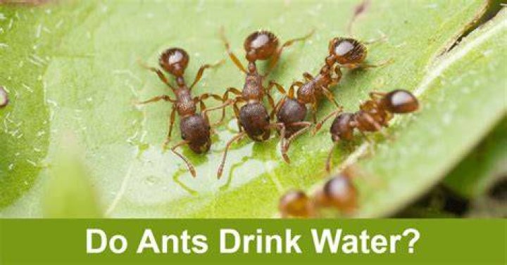 Do ants drink water without drowning?