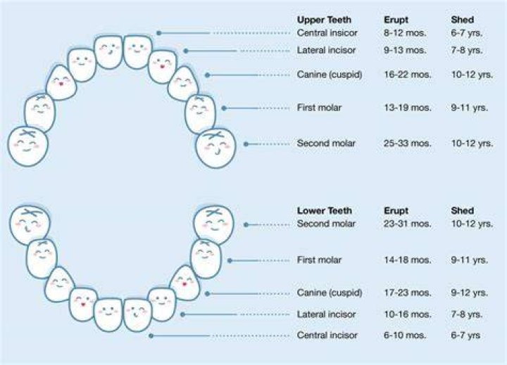 Do baby teeth come in pairs?