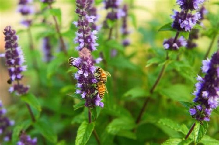 Do bees like mint?