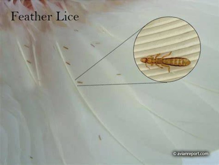 Do bird feathers have mites?