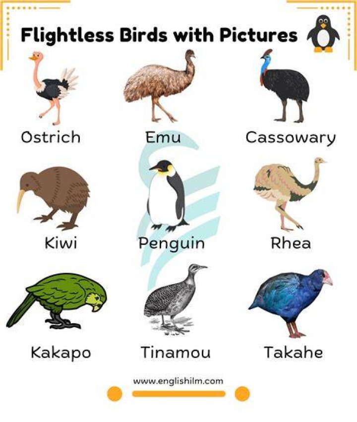 Do birds learn their names?