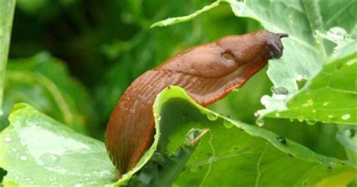 Do cabbage collars stop slugs?