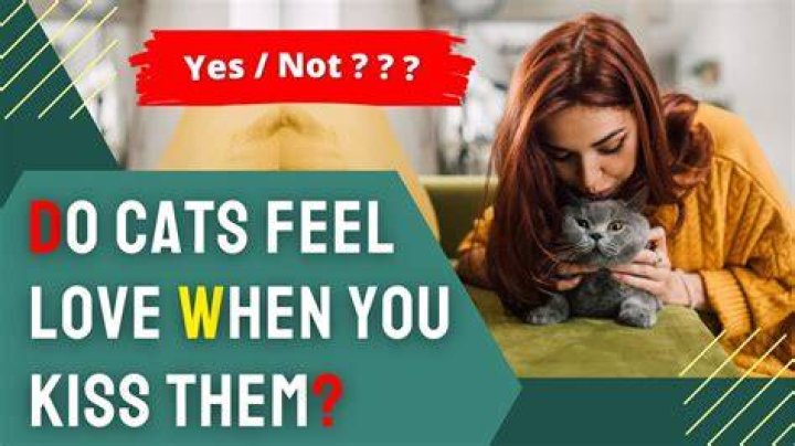 Do cats feel love when you kiss them?