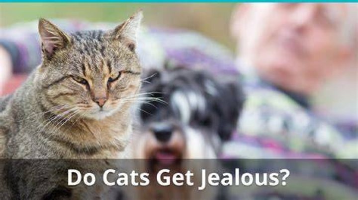 Do cats get jealous over humans?