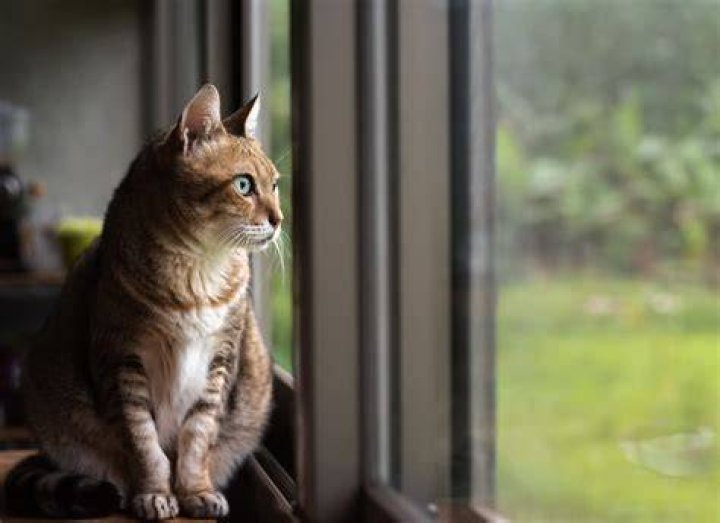 Do cats get lonely by themselves?
