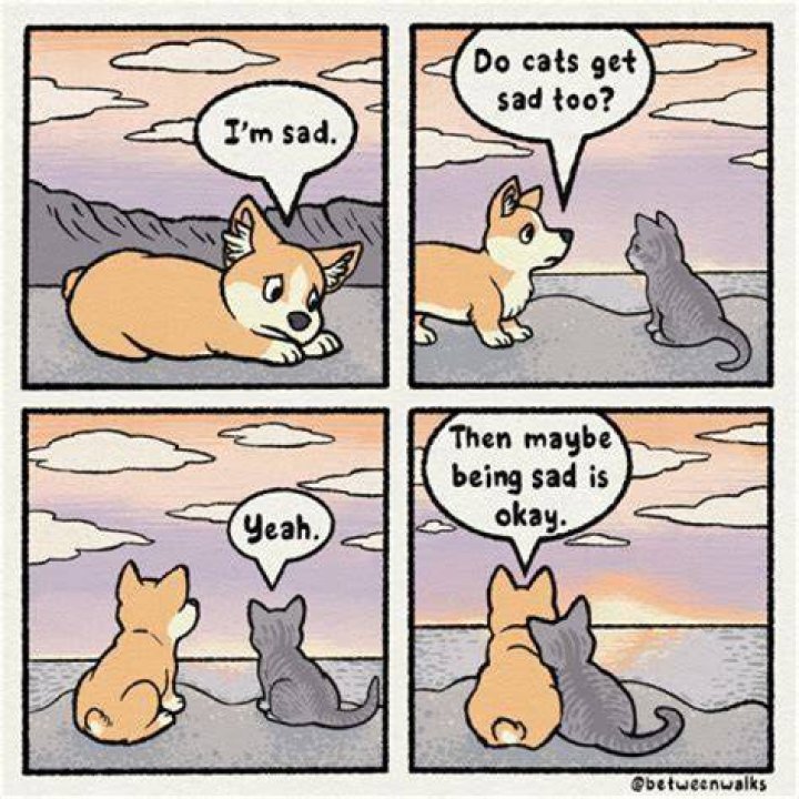 Do cats get sad if you give them away?