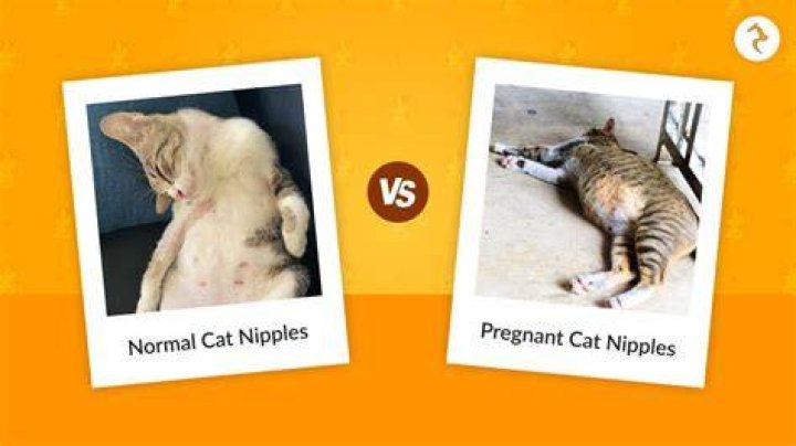 Do cats have nipples when not pregnant?