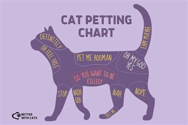 Do cats like to be talked too?