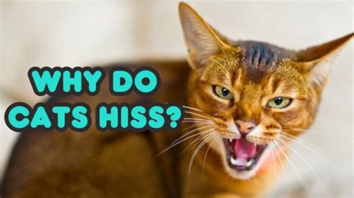 Do cats understand when you hiss back?