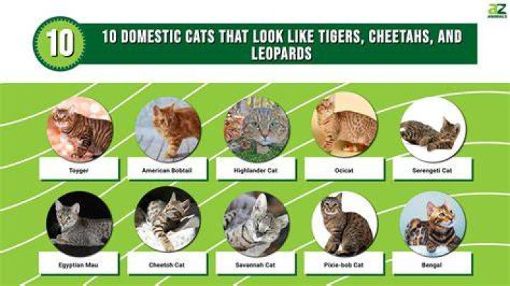 Do cheetahs meow like cats?