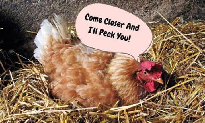 Do chickens bite?