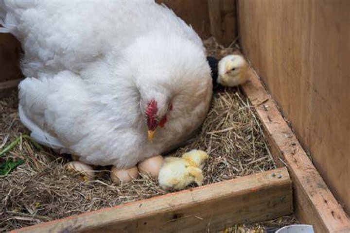 Do chickens cry when laying eggs?