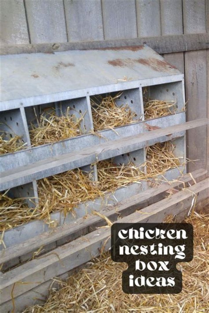 Do chickens need salt blocks?