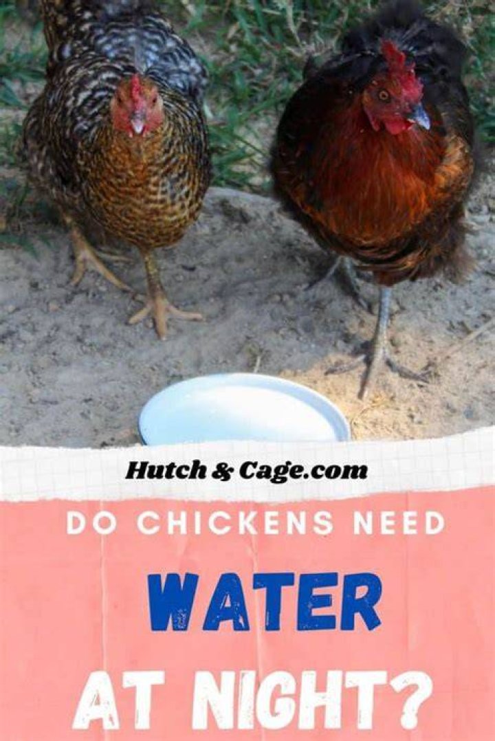 Do chickens need water?