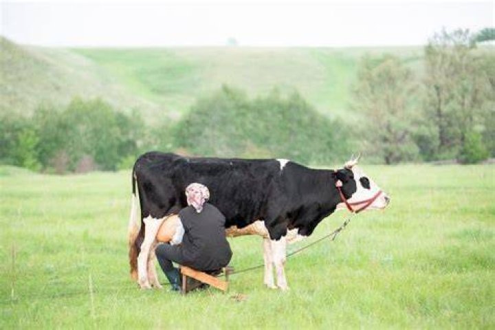 Do cows feel pain when milked?