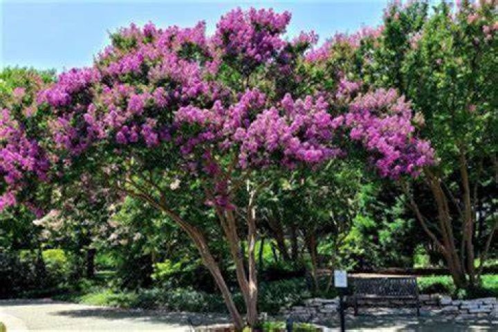 Do crape myrtles grow wild?
