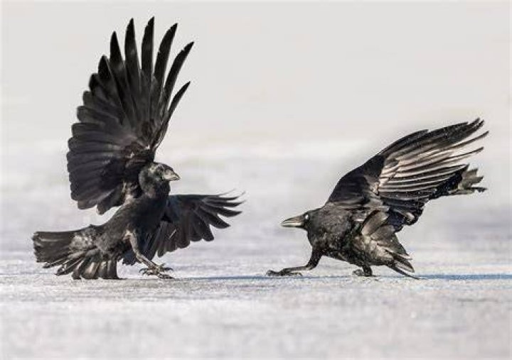 Do crows have empathy?