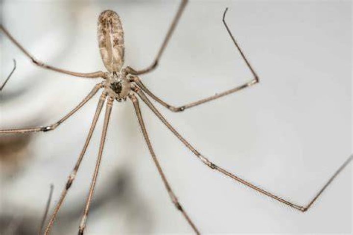 Do Daddy Long Legs drink water?