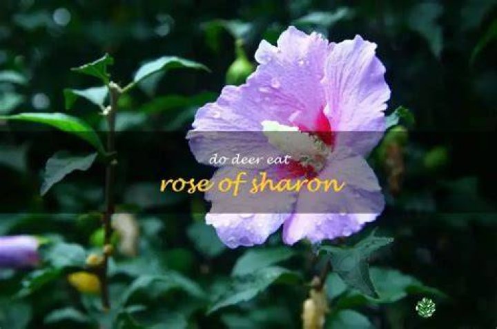 Do deer eat rose of Sharon?