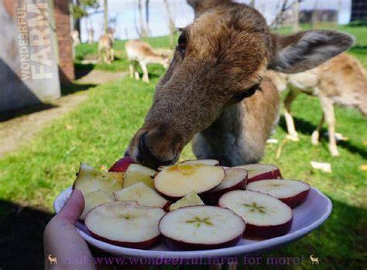 Do deer like store bought apples?